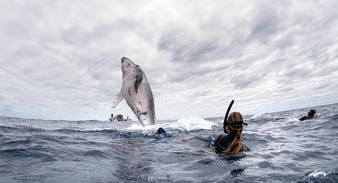 Swimming with the whales, Tonga