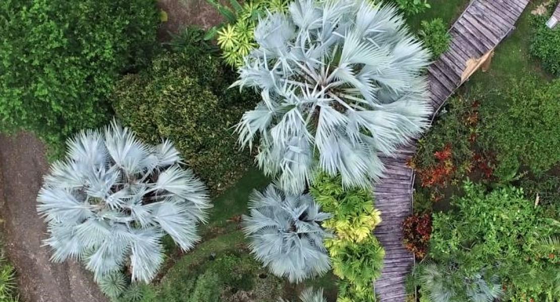 Flora Tropical Botanical Gardens, Savusavu, Fiji Islands