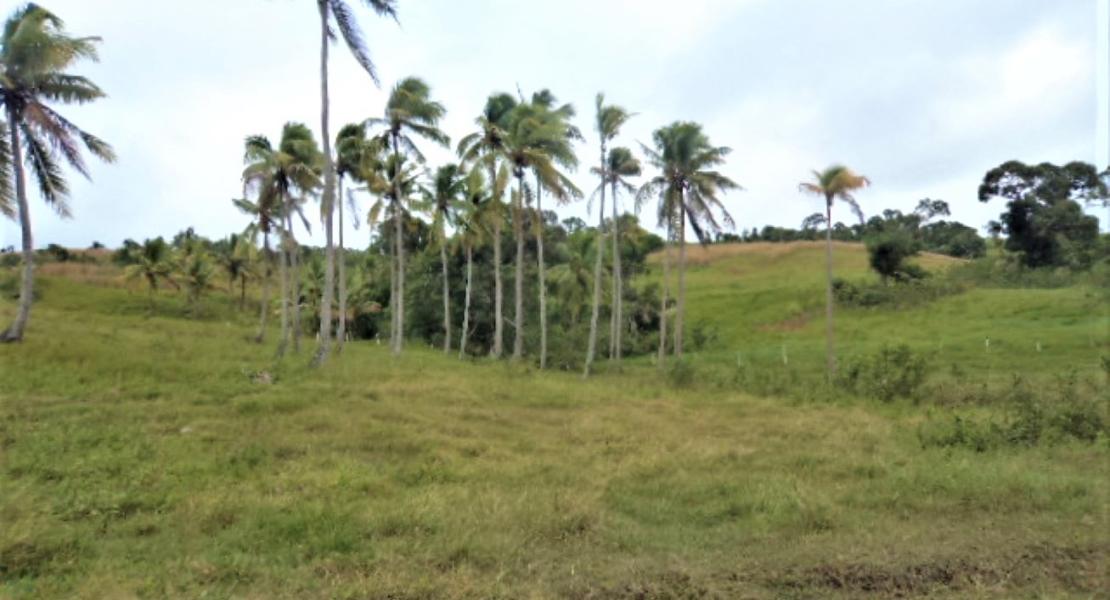 Agricultural freehold land for sale in Vanua Levu, Fiji islands