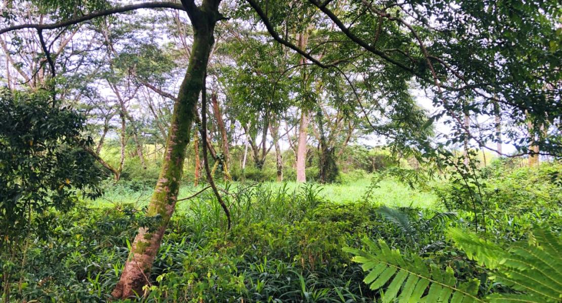 Hawaii Investment, 23.5 Acres. Trades for freehold Fiji.